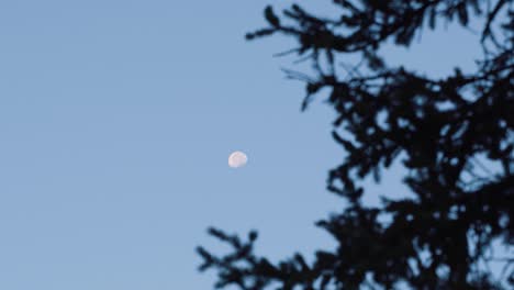 Hermosa-Foto-De-La-Luna-Con-Algunas-Ramas-De-Pino-En-Primer-Plano-En-Una-Clara-Mañana-De-Verano-Azul-Mientras-Acampaba-En-Las-Montañas-De-Utah