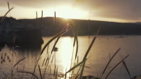 Golden-Hour-sunset-grass-in-foreground