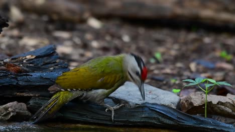 El-Pájaro-Carpintero-De-Cabeza-Gris-También-Se-Llama-Pájaro-Carpintero-De-Cara-Gris-Se-Encuentra-En-Muchos-Parques-Nacionales-En-Tailandia-Y-Es-Muy-Particular-En-La-Elección-De-Su-Hábitat-Para-Que-Prospere