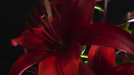 close up or closeup footage zooming out from a gorgeous blossoming red lily flower blossom that is well lit in front of a black backdrop. details are good and the flower is red colored