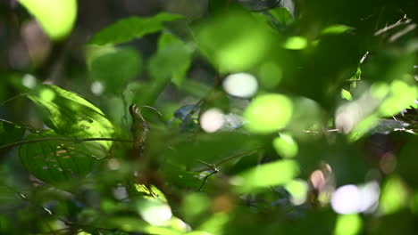 long-billed hermit  preening between green leaves