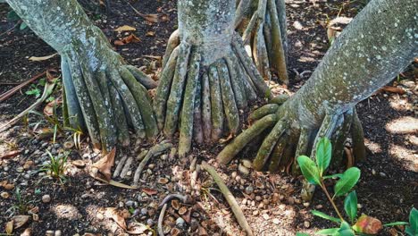 close up view of large tropical tree roots spreading across soil in a shaded garden
