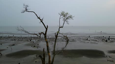 Luftaufnahme:-Mangrovenbaumwurzeln-An-Der-Küste,-Kuakata-Meeresstrand,-Bangladesch