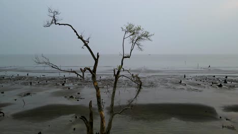 공중: 해안 맹그로브 나무 뿌리, 쿠아카타 해변, 방글라데시