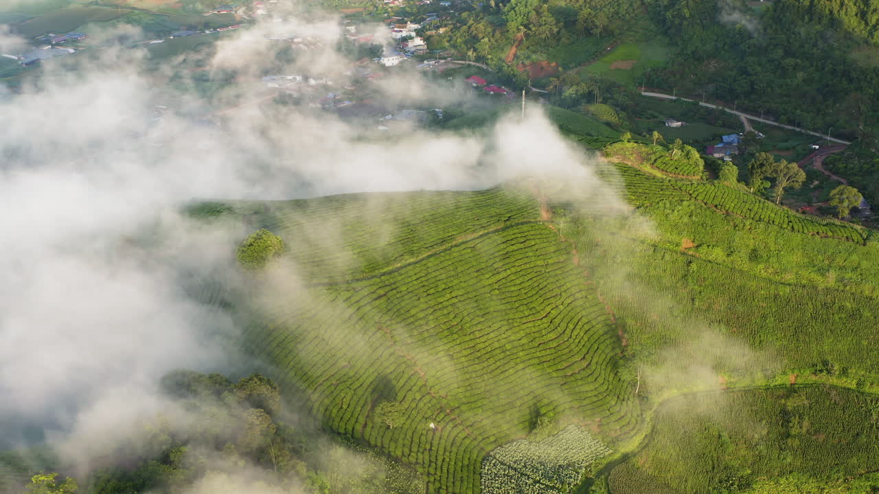 Moc Chau, Vietnam terraced farmland wrapped in early morning fog as sunlight green tea hills and rural patterns, peaceful agricultural landscape