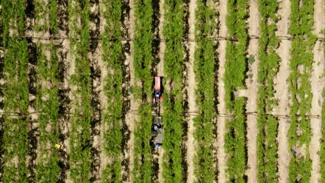 Un-Viñedo-En-Worcester,-Sudáfrica