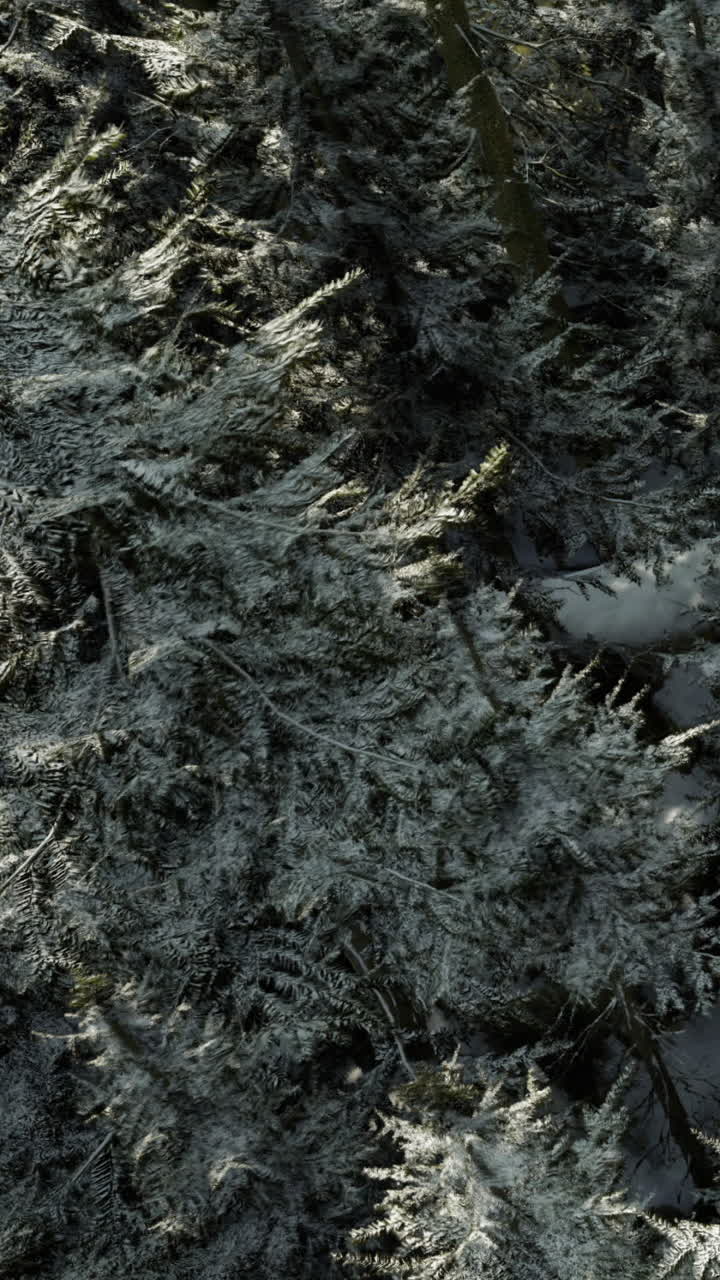 Frost covers trees in a winter scene during early morning light