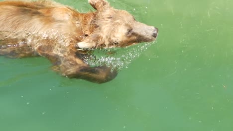 oso pardo nada en el río verde y diviértete