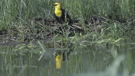 yellow-headed blackbird at water edge with reflection in water