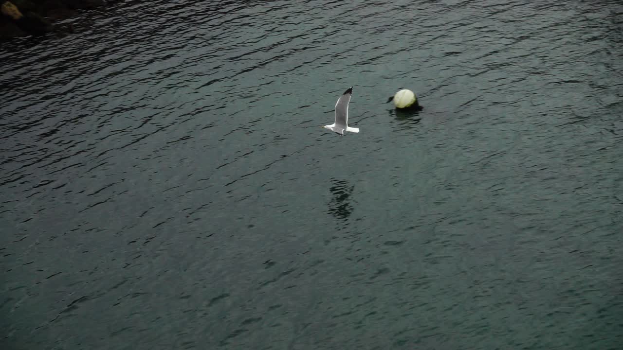 Flight of a seagull over the ocean. Slow motion. Atlantic Ocean