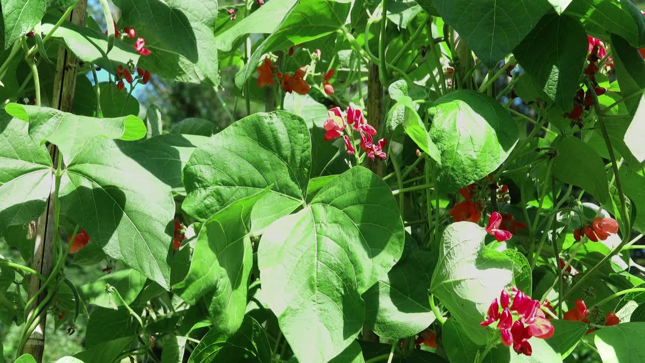 Climbing green beans with red flowers called Scarlet Emperor