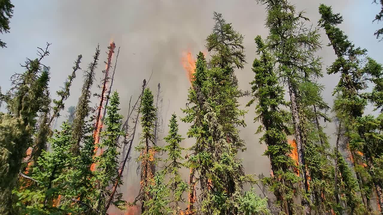 las llamas corren altas en las cimas de los árboles en un incendio forestal de un bosque de pinos