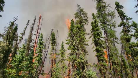 las llamas corren altas en las cimas de los árboles en un incendio forestal de un bosque de pinos