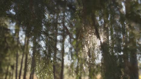in the middle of the nature with big trees in autumn fall in italy