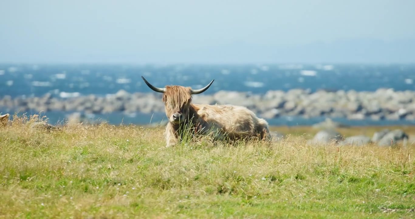 Ritratto con teleobiettivo di bovini Highland a riposo a Lista, Norvegia