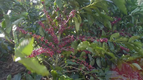 una planta de café llena de granos de café maduros rojos en un campo ventoso