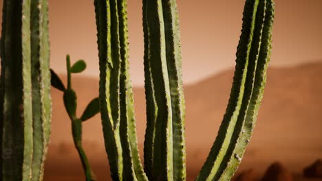 Atardecer-En-El-Desierto-De-Arizona-Con-Cactus-Saguaro-Gigante