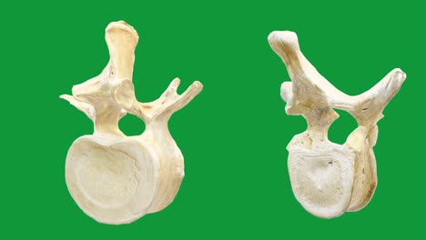 representation of human lumbar vertebrae on green screen background