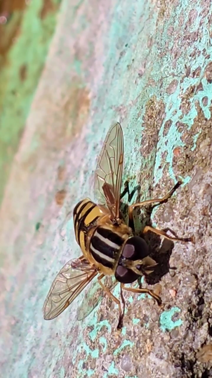Macro verticale di un sirfide che riposa su un muro ruvido. L'insetto si muove lentamente e pulisce il suo corpo, mostrando l'addome a strisce, ali trasparenti e occhi composti dettagliati.