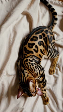 playful bengal cat on a bed