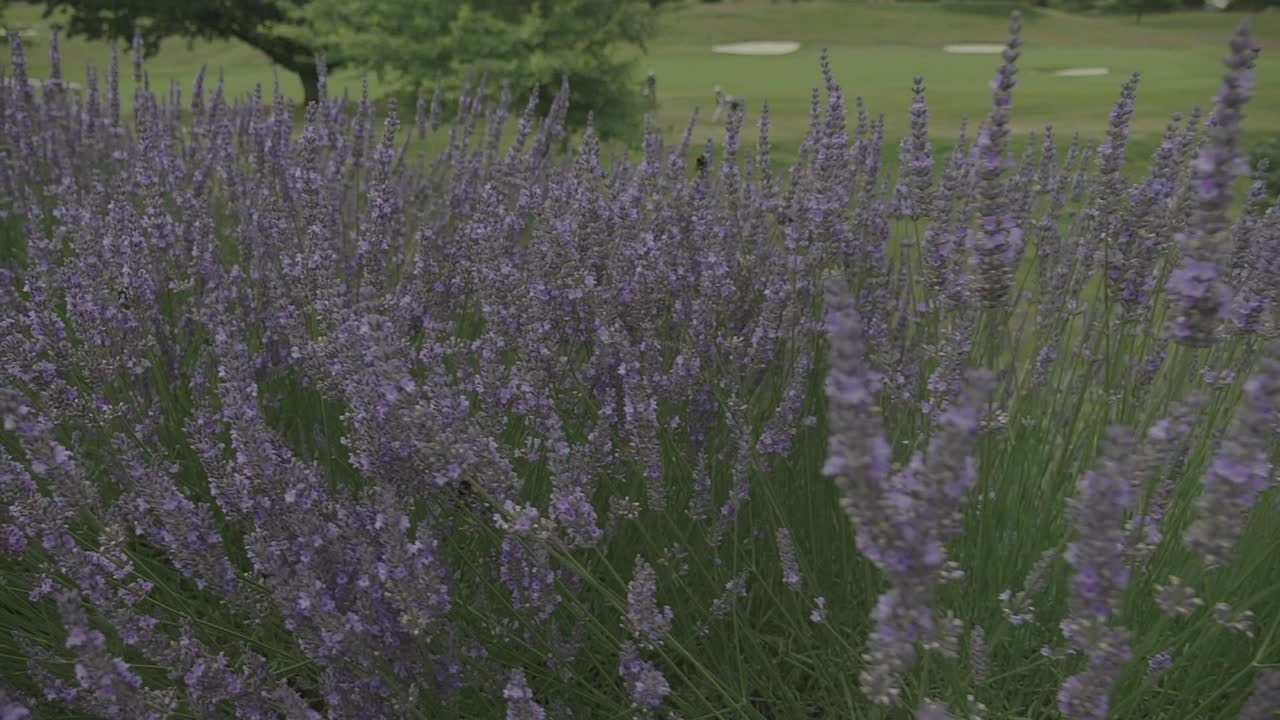 라벤더를 닫고 벌이 날아다니고 있다