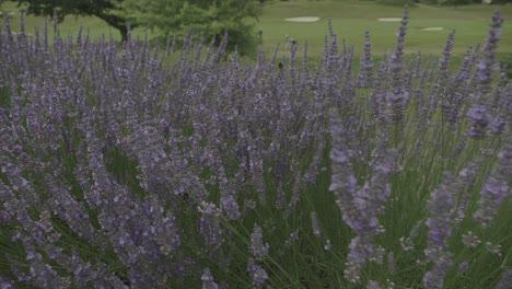 cerca de lavanda y abeja está volando