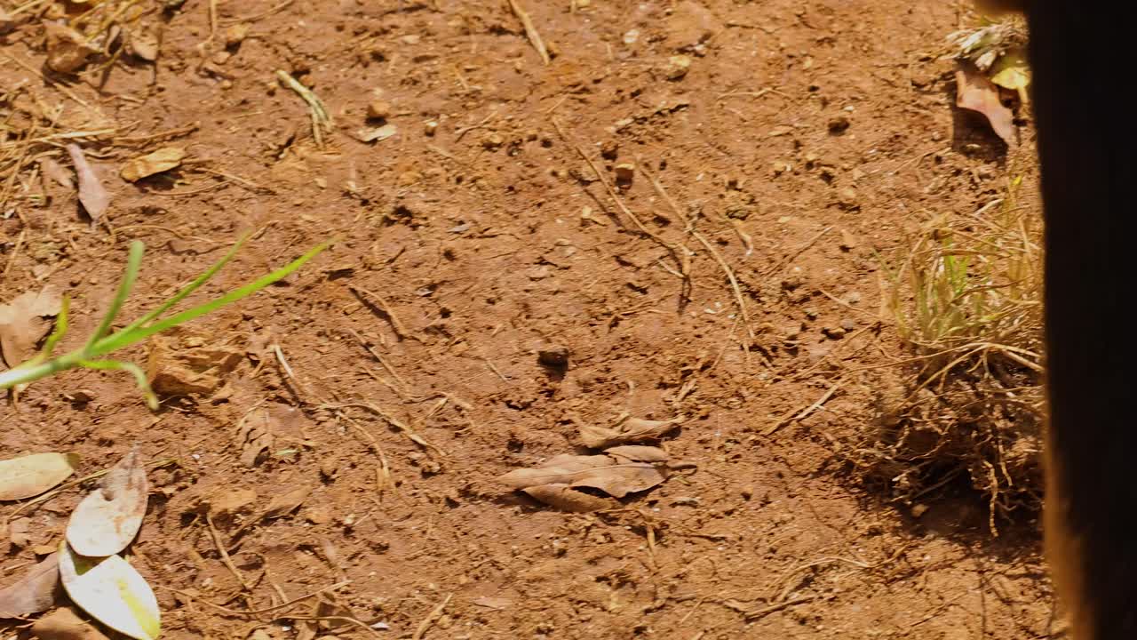 A goat nibbles grass from a hand in a sunlit, earthy environment. Close-up shots capture the interaction and natural setting