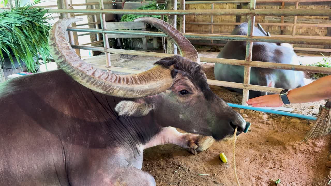 A water buffalo chews while a hand gestures nearby in a rustic farm setting. Natural lighting enhances the tranquil scene