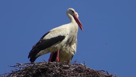 Two-Storks-in-a-nest-in-Brandenburg,-Germany-with-blue-sky