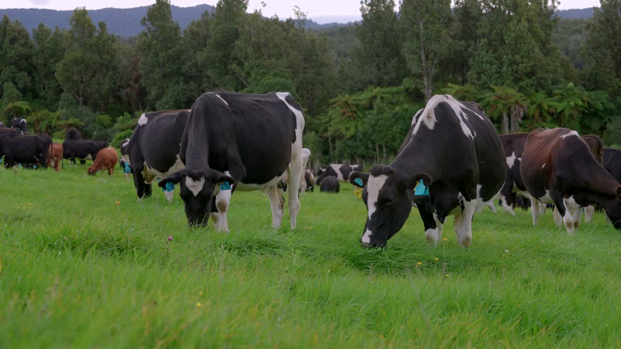 gran rebaño de vacas pastando en un prado verde con arbustos nativos en el fondo