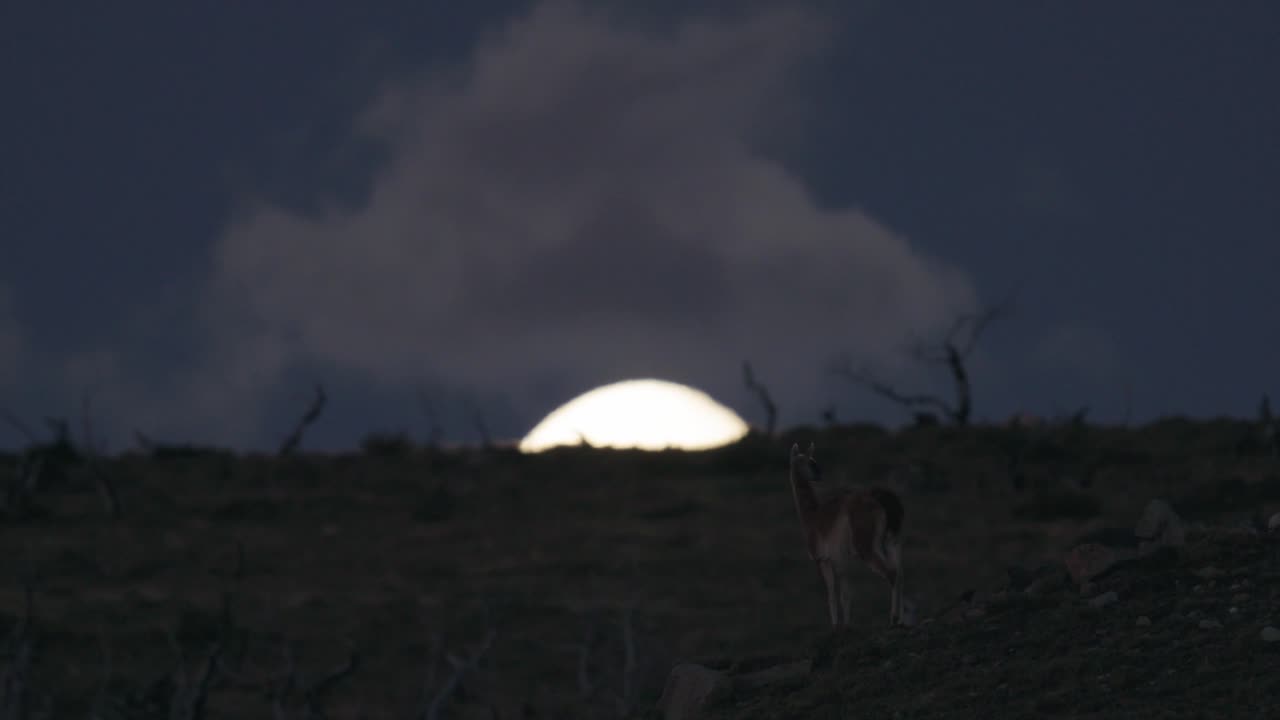 Guanaco in piedi sulla cima di una collina di fronte alla luna nascente