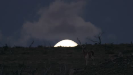 guanaco standing on top of hill in front of rising moon