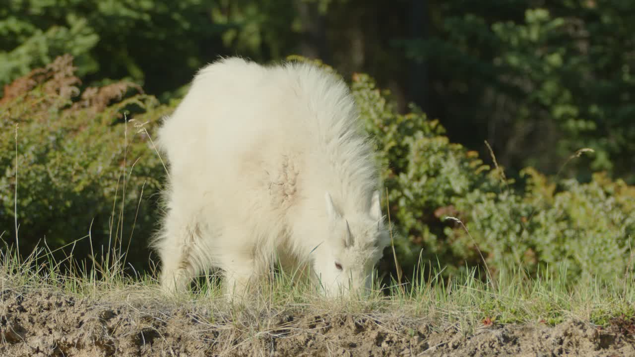 Close up of young mountain goat grazing in Canada