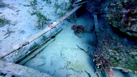 small fish near sea bottom floor diver perspective of ocean's soul, scuba diving diver's point of view