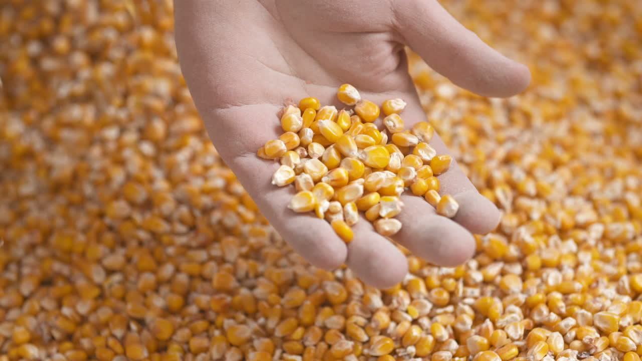 manos de agricultores que muestran granos de maíz recién cosechados agricultura cosecha de maíz 2
