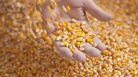 farmer hands showing freshly harvested corn grains agriculture corn harvesting 2