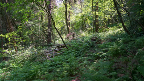 Tree-trunk-surrounded-by-woodland-ferns-with-sunlight-shining-through-the-treetops