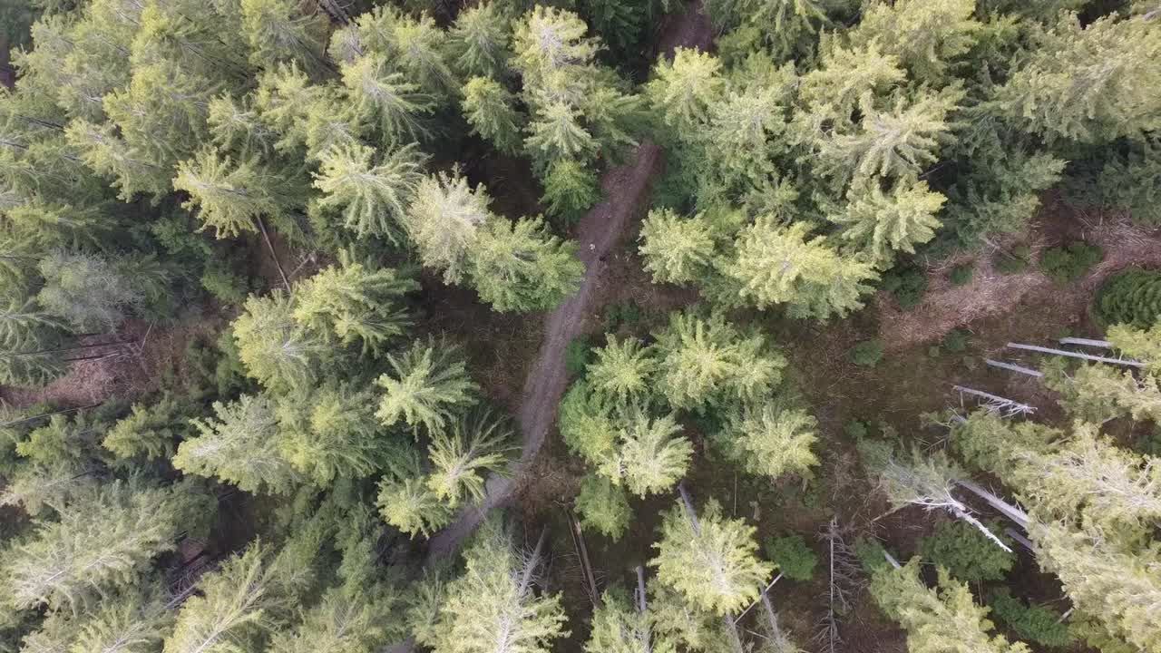 Drone view from above to a small path in a green forest with fir trees