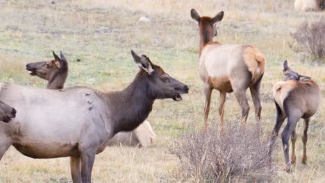 Manada-De-Alces-Salvajes-Sacudiendo-Sus-Oídos-Mientras-Pastan-En-La-Hierba-En-Un-Prado-Protegido-En-El-Parque-Nacional-De-Las-Montañas-Rocosas-En-Colorado---Estática-De-Cierre