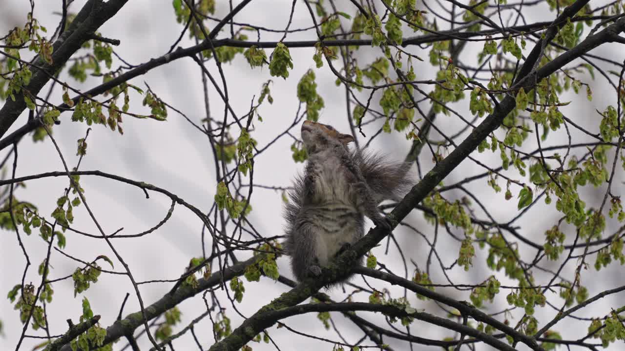 A squirrel perched on a tree branch eating the seedpods.
