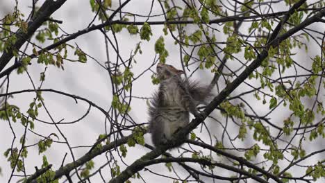 a squirrel perched on a tree branch eating the seedpods.