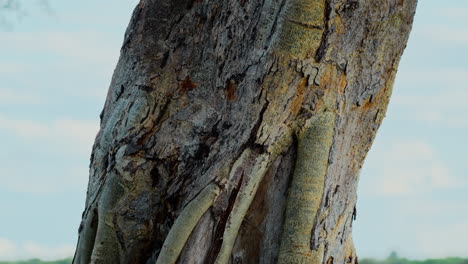 close-up of a tree trunk and roots
