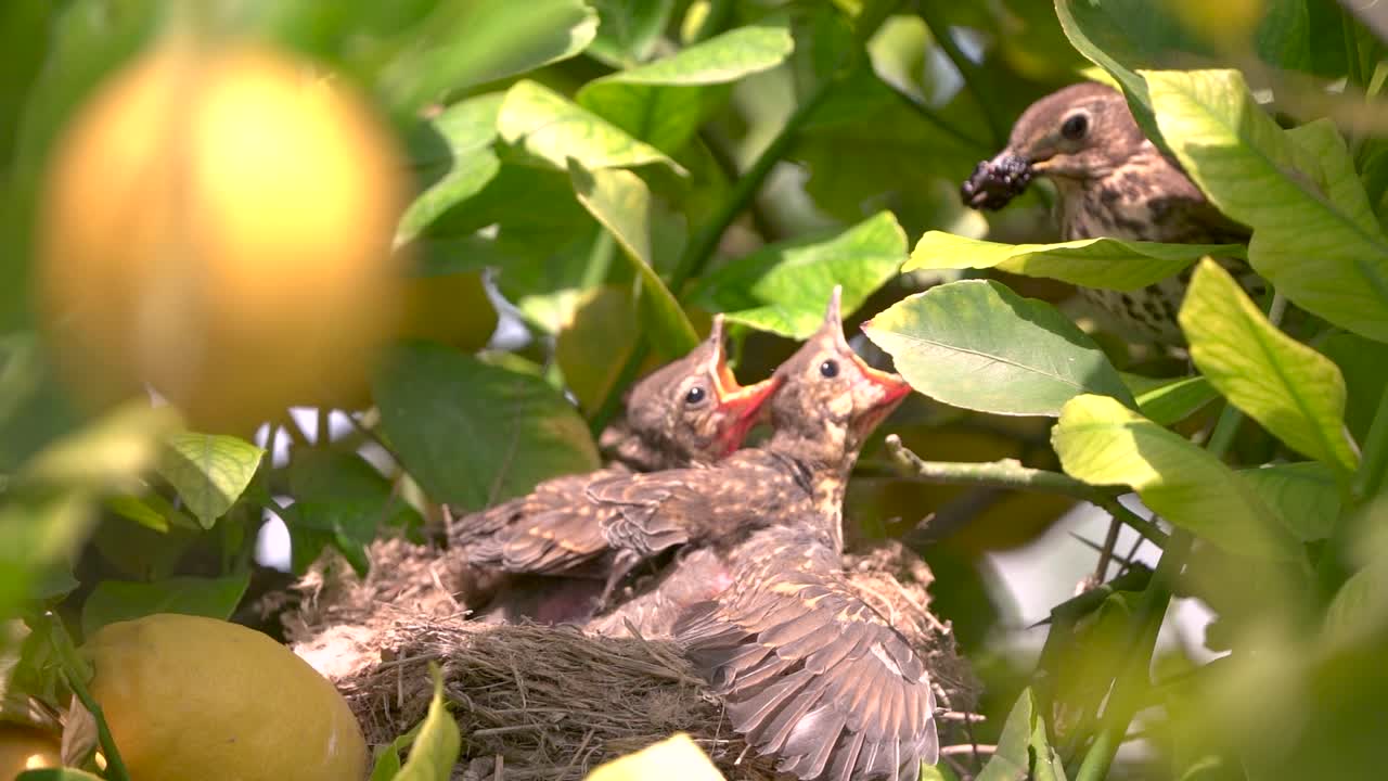 True thrush bird in nest feed babies chicks