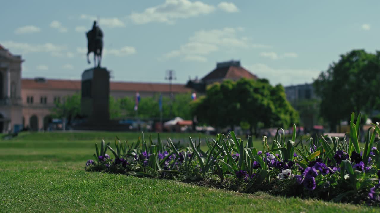 Flowerbed with vibrant purple blooms in King Tomislav Square, Zagreb, with the equestrian statue of King Tomislav blurred in the background under a sunny sky
