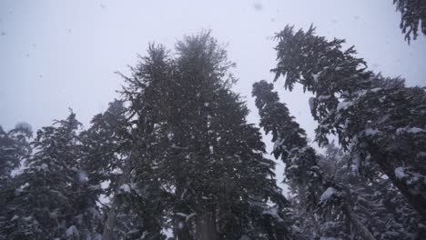 camera looking up at snow falling in forest in winter