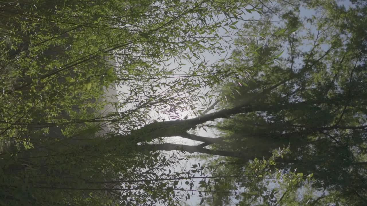 아르헨티나 파타고니아의 천사 같은 삼림 지대에 있는 나무 사이로 쏟아지는 장엄한 햇살