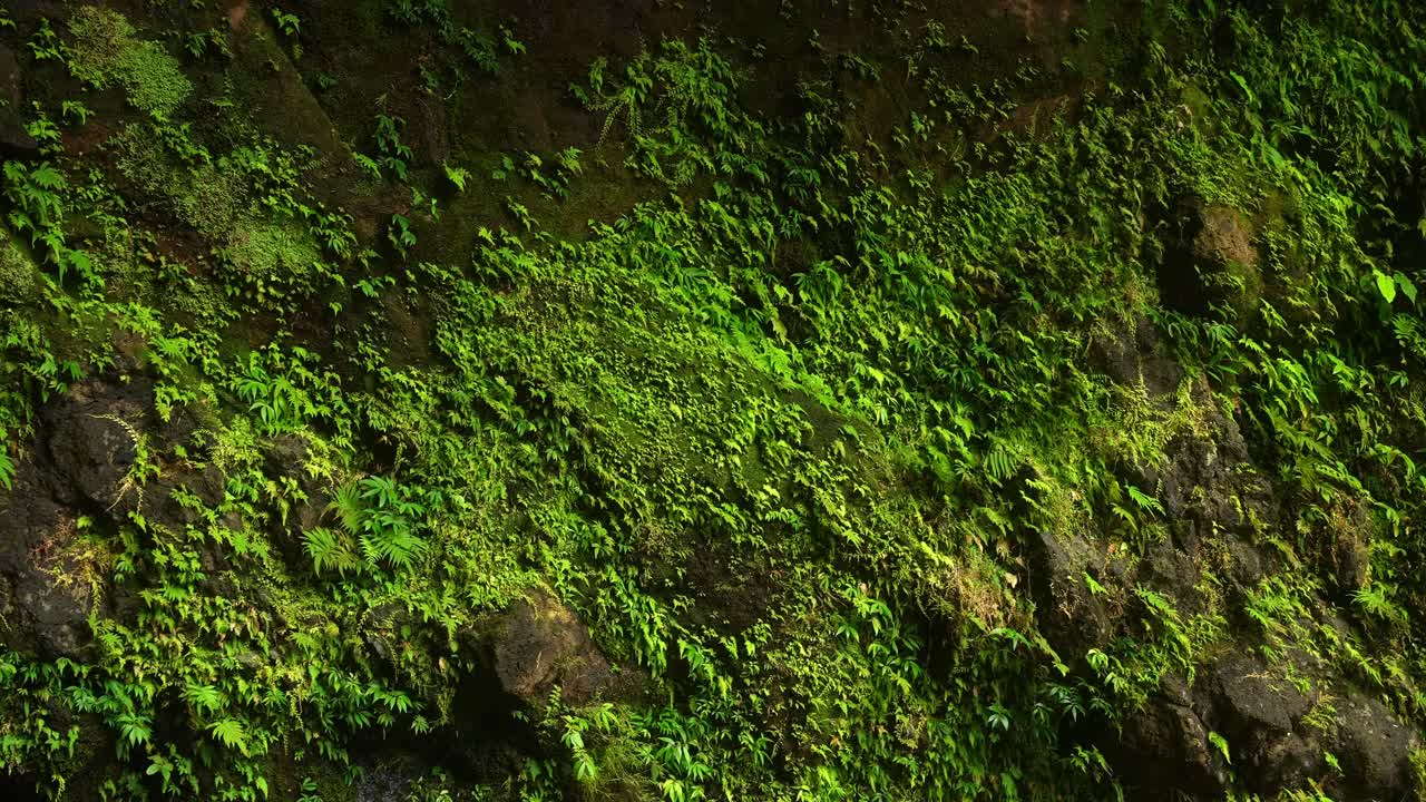A pan shot of lush green moss and small ferns covering a dark rocky wall in a shaded forest, highlighting rich textures and vibrant plant life on a rock cliff of Hulugan Falls, Laguna Philippines