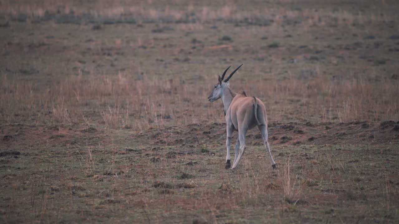 Common Eland antelope trotting in african savannah plains at dusk