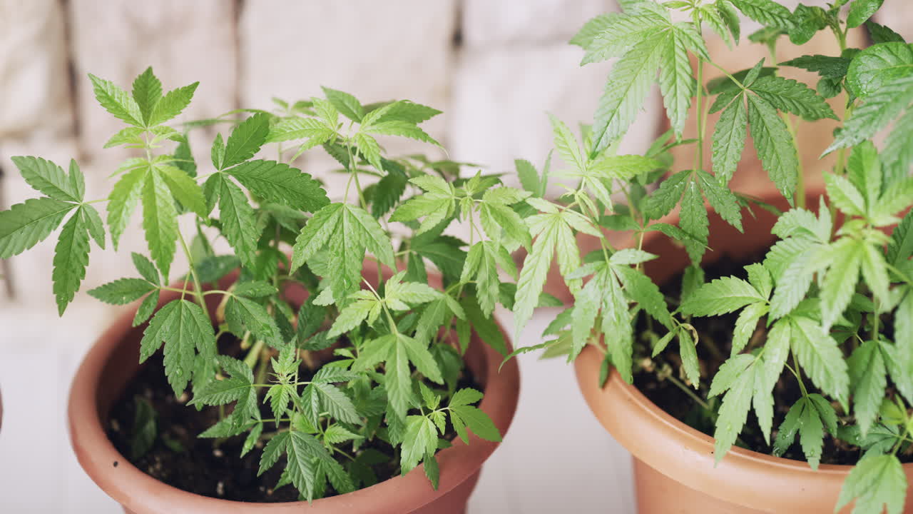 no es su planta de maceta promedio