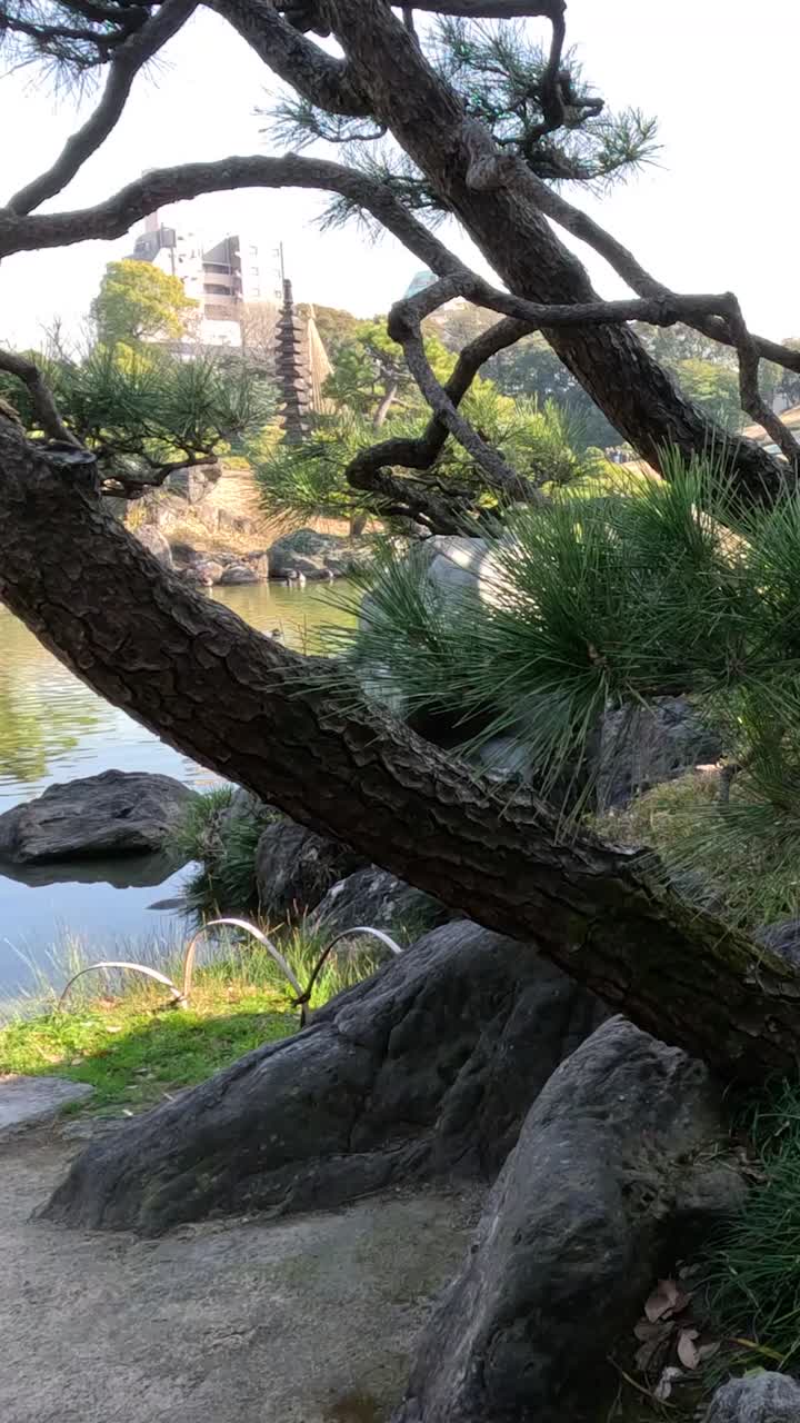 Tree gradually falls across a rocky stream